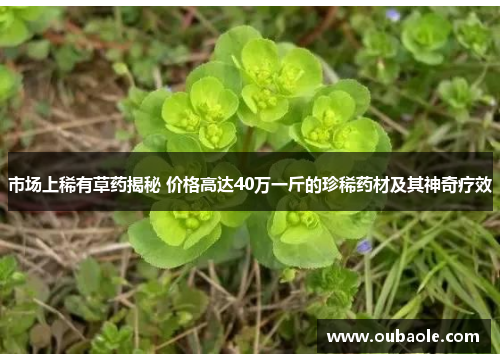 市场上稀有草药揭秘 价格高达40万一斤的珍稀药材及其神奇疗效