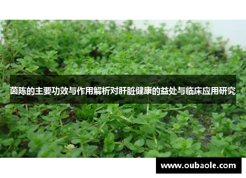 茵陈的主要功效与作用解析对肝脏健康的益处与临床应用研究